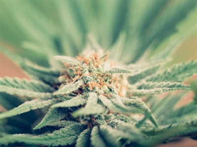 Like Alcohol, Paper Defines ‘Safer’ Limits for Cannabis Use