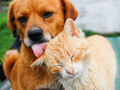 At-home Lateral Flow Strips for Detecting Cat, Dog Viruses