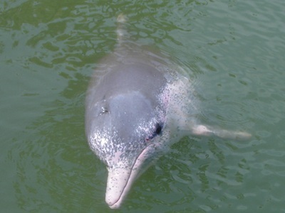  E-waste Chemicals Found in Dolphin, Porpoise Brains