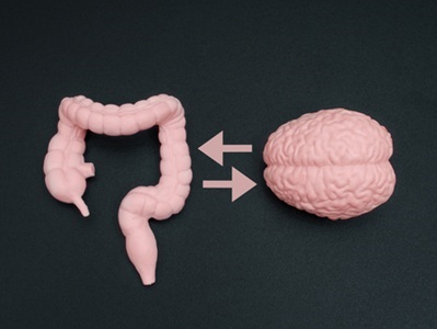 Study: High-fat Diets Cause Gut Bacteria to Enter the Brain