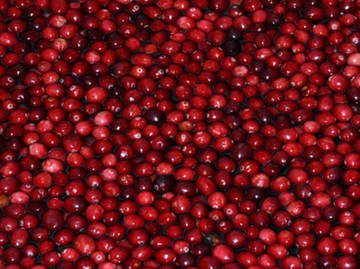 Cranberry Juice May Boost UTI Antibiotics
