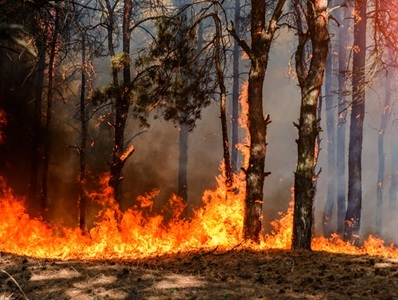  Wildfire Emissions have Reversed 10+ Years of Steady Ozone Reduction