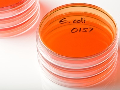 Foodborne E. coli Infections Becoming More Resistant to Antibiotics