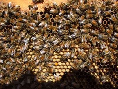 Bee Foraging Data Could Pave the Way for U.S.-made Organic Honey