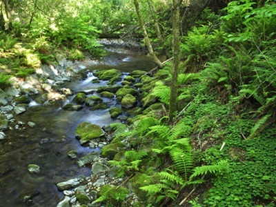 Study: Cannabis Farms are Drying Up California Streams