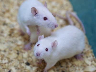 How Alternatives to Animal Testing can Provide More Meaningful Analysis