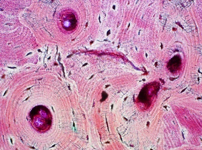  Body's Organs Age in Distinct, Synchronized Waves