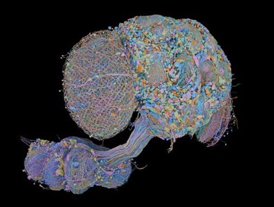 Scientists Complete First Full Wiring Diagram Of The Fly Brain 