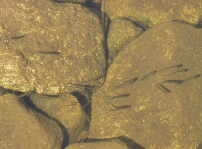 628161.jpg