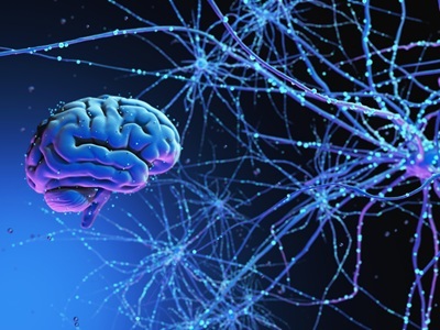  Study: The Human Brain is Actually Two Separate Organs