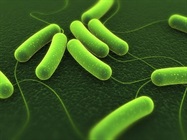 Incubators and Microbiology Incubators