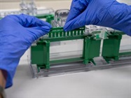 Immunoblotting Equipment