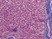 Histology Tissue Processors