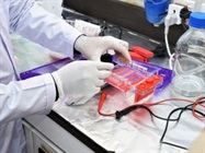 DNA Extraction