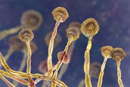 Microorganism and Mycotoxin Testing for Cannabis