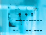 Western Blot Processor