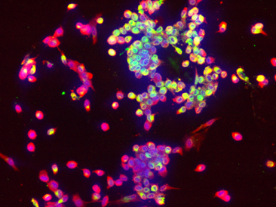Light Sheet Microscope