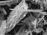 Scanning Transmission Electron Microscope (STEM Microscope)