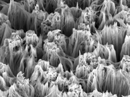 Cryo Electron Microscopes (Cryo EM)