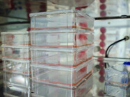 Automated Cell Culture System