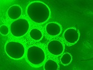 Fluorescence Imaging Microscope