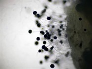 Microbial Air Sampler