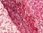 Tissue Homogenizer