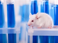Animal Pulse Oximeters