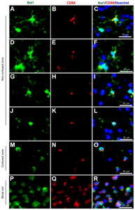 1.biomolecules-12-00603-g002-