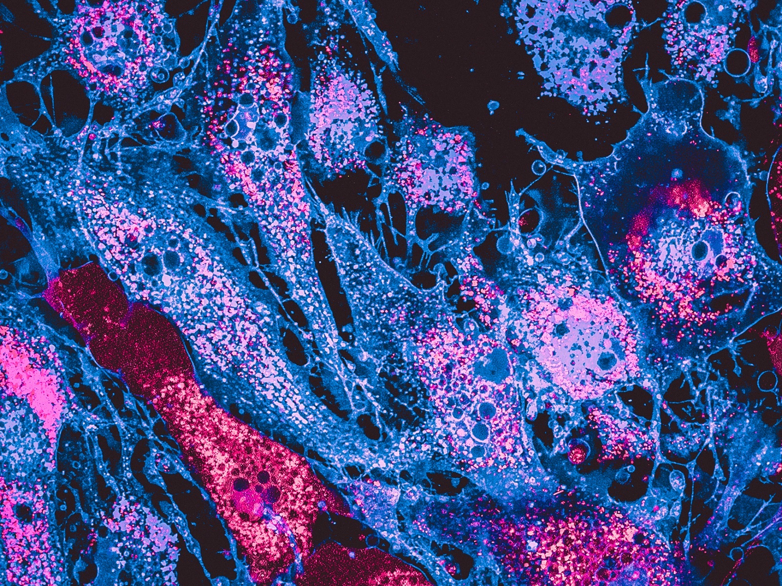 Forensic mitochondrial dna analysis