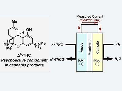 Q&A: Electrochemistry for Roadside Cannabis Detection