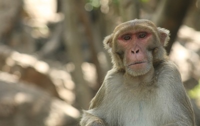What the DNA of 240 Mammals Reveals about Humans