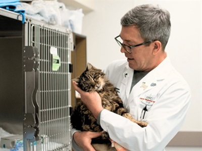 Crimes Against Animals Rising, This Forensic Vet Seeks Justice