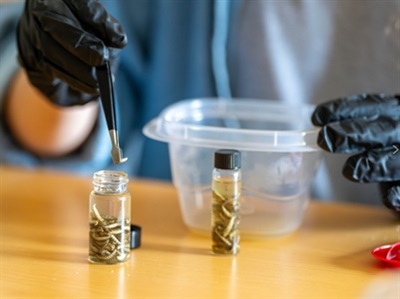 Light-based Insect Analysis Sharpens Forensic Timelines