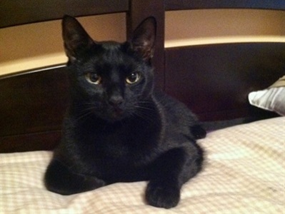 Lab that 'Fights Crimes against Cats' is Looking to AI for Help