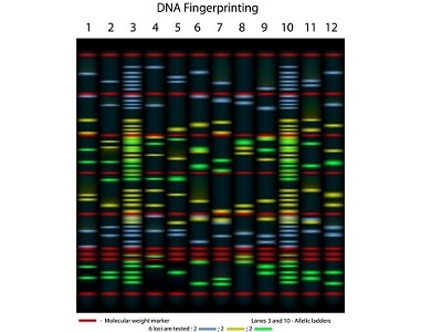 Forensic DNA Analysis